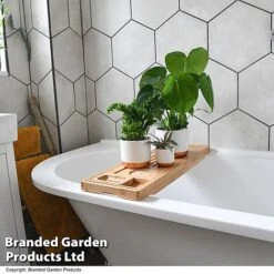 Green Houseplants Bathroom Trio -Garden Plants Shop HOUS BATHRTRIO T43636