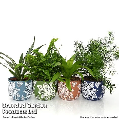 Mixed Delphi Ceramic House Plants 5 Mixed Delphi Ceramic House Plants - Image 3