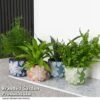 Mixed Delphi Ceramic House Plants -Garden Plants Shop HOUS DELPHIMIX T50541