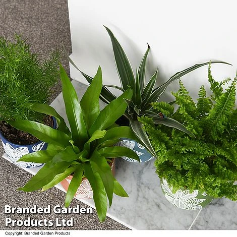 Mixed Delphi Ceramic House Plants 4 Mixed Delphi Ceramic House Plants - Image 2