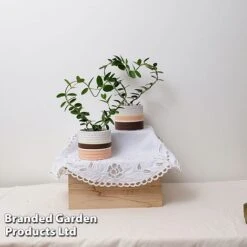 Heart-Shaped Hoya Carnosa In Decorative Ceramic Pot -Garden Plants Shop HOYA HEARTC9CM S47727