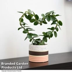 Heart-Shaped Hoya Carnosa In Decorative Ceramic Pot -Garden Plants Shop HOYA HEARTCARN T48046