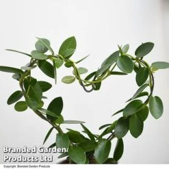 Garden Plants Shop -Garden Plants Shop HOYA HEARTCARN T48047