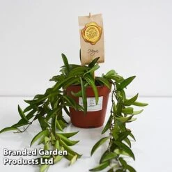 Hoya Wayetii -Garden Plants Shop HOYA WAYET12CM T45174E