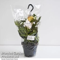 Hoya Wayetii -Garden Plants Shop HOYA WAYET14CM T45350