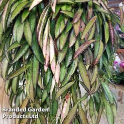 Hoya Wayetii -Garden Plants Shop HOYA WAYETII KF1288