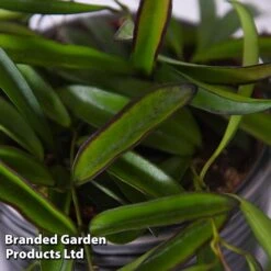 Hoya Wayetii -Garden Plants Shop HOYA WAYETII T45177B