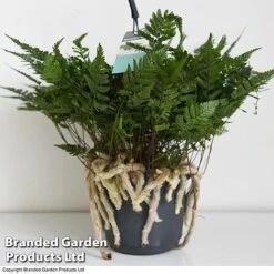 Humata Tyermannii -Garden Plants Shop HUMA WKC8849 D