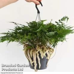 Humata Tyermannii -Garden Plants Shop HUMA WKC8849 E