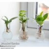 Hydroponic Collection Trio -Garden Plants Shop HYDR COLL A