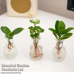 Hydroponic Collection Trio -Garden Plants Shop HYDR COLL C