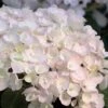 Hydrangea Macrophylla 'Endless Summer - The Bride' 1 Hydrangea Macrophylla 'Endless Summer - The Bride' -Garden Plants Shop HYDR T62051 A h