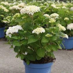 Hydrangea Macrophylla 'Endless Summer - The Bride' -Garden Plants Shop HYDR T62051 B h