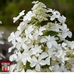 Hydrangea Paniculata 'Levana' -Garden Plants Shop HYDR T63110 B