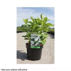 Hydrangea Macrophylla 'Soeur Therese' -Garden Plants Shop HYDR T66244 B h