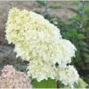 Hydrangea Paniculata 'Diamantino' -Garden Plants Shop HYDR T68023 A h