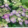 Hydrangea Serrata 'Blueberry Cheesecake' -Garden Plants Shop HYDR T71407 A h