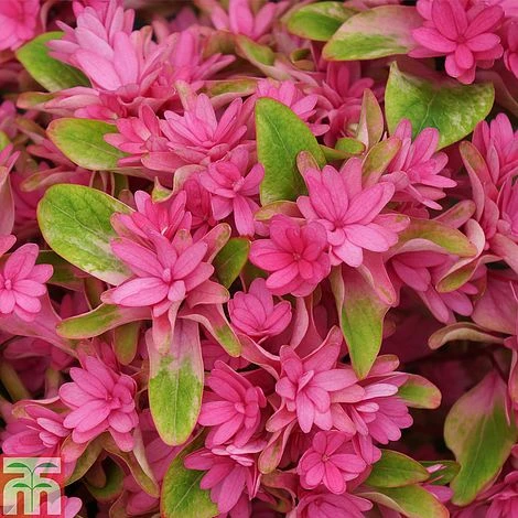 Hydrangea 'Princess Diana' 4 Hydrangea 'Princess Diana' - Image 2