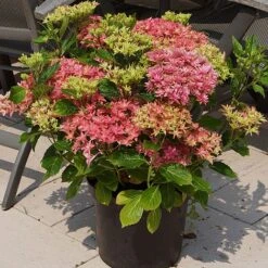 Hydrangea 'Princess Diana' 9 Hydrangea 'Princess Diana' -Garden Plants Shop HYDR T79155 B1