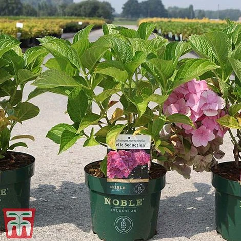 Hydrangea Macrophylla 'Belle Seduction' 4 Hydrangea Macrophylla 'Belle Seduction' - Image 2
