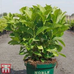 Hydrangea Macrophylla 'Belle Seduction' 7 Hydrangea Macrophylla 'Belle Seduction' -Garden Plants Shop HYDR T81825 C