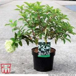 Hydrangea Paniculata 'Polar Bear' -Garden Plants Shop HYDR TKA3182 C