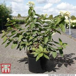 Hydrangea Paniculata 'Polar Bear' -Garden Plants Shop HYDR TKA3182 D