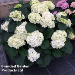 Hydrangea Macrophylla 'White' -Garden Plants Shop HYDR MACRWHITE S50278