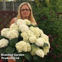 Hydrangea Macrophylla 'White' -Garden Plants Shop HYDR MACRWHITE S50279