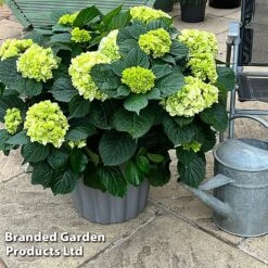 Hydrangea Macrophylla 'White' -Garden Plants Shop HYDR MACRWHITE S50282
