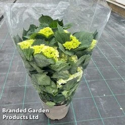 Hydrangea Macrophylla 'White' -Garden Plants Shop HYDR MACRWHITE S50283