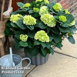 Hydrangea Macrophylla 'White' -Garden Plants Shop HYDR MACRWHITE S5081