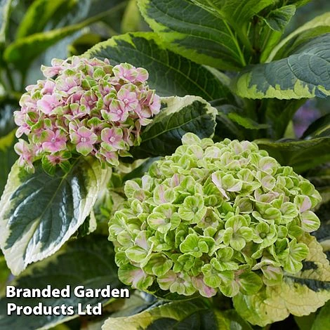 Hydrangea Macrophylla 'Sunshine Amy' 3 Hydrangea Macrophylla 'Sunshine Amy'