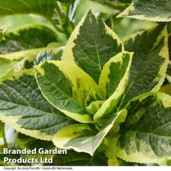 Hydrangea Macrophylla 'Sunshine Amy' 10 Hydrangea Macrophylla 'Sunshine Amy' -Garden Plants Shop HYDR SUNSHIAMY S44100