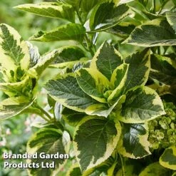 Hydrangea Macrophylla 'Sunshine Amy' 11 Hydrangea Macrophylla 'Sunshine Amy' -Garden Plants Shop HYDR SUNSHIAMY S44101
