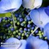 Hydrangea Serrata 'Veerle' -Garden Plants Shop HYDR VEERLE L44989