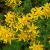 Hypericum Perforatum -Garden Plants Shop HYPE T64248 A h