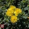 Hypericum Kalmianum 'Blue Velvet' -Garden Plants Shop HYPE T66261 A