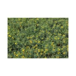 Hypericum Kalmianum 'Blue Velvet' -Garden Plants Shop HYPE T66261 A h
