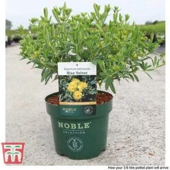Hypericum Kalmianum 'Blue Velvet' -Garden Plants Shop HYPE T66261 C