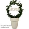 Hedera Home Hoop -Garden Plants Shop Home hoop