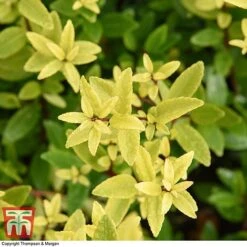 Holly Triflora Var. Kanehirae -Garden Plants Shop ILEX T28604 A1