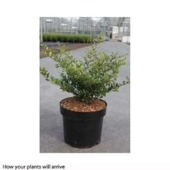 Holly 'Stokes' -Garden Plants Shop ILEX T66265 A h