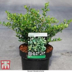 Holly 'Stokes' -Garden Plants Shop ILEX T66265 D