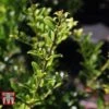 Holly Triflora Var. Kanehirae -Garden Plants Shop ILEX T66266 A