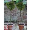 Ilex 'Little Rascal' -Garden Plants Shop ILEX kb2728 C