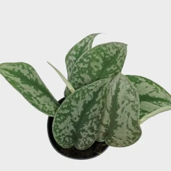 Scindapsus Pictus Trebie -Garden Plants Shop IMG 1393 PhotoRoom