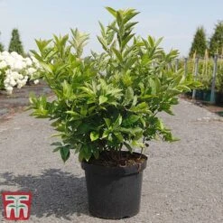 Itea Virginica 'Little Henry' -Garden Plants Shop ITEA TKA3196 C