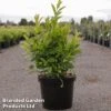 Itea Virginica 'Love Child' -Garden Plants Shop IteaLoveChild10L