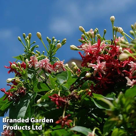 Jasminum X Stephanense 4 Jasminum X Stephanense - Image 2